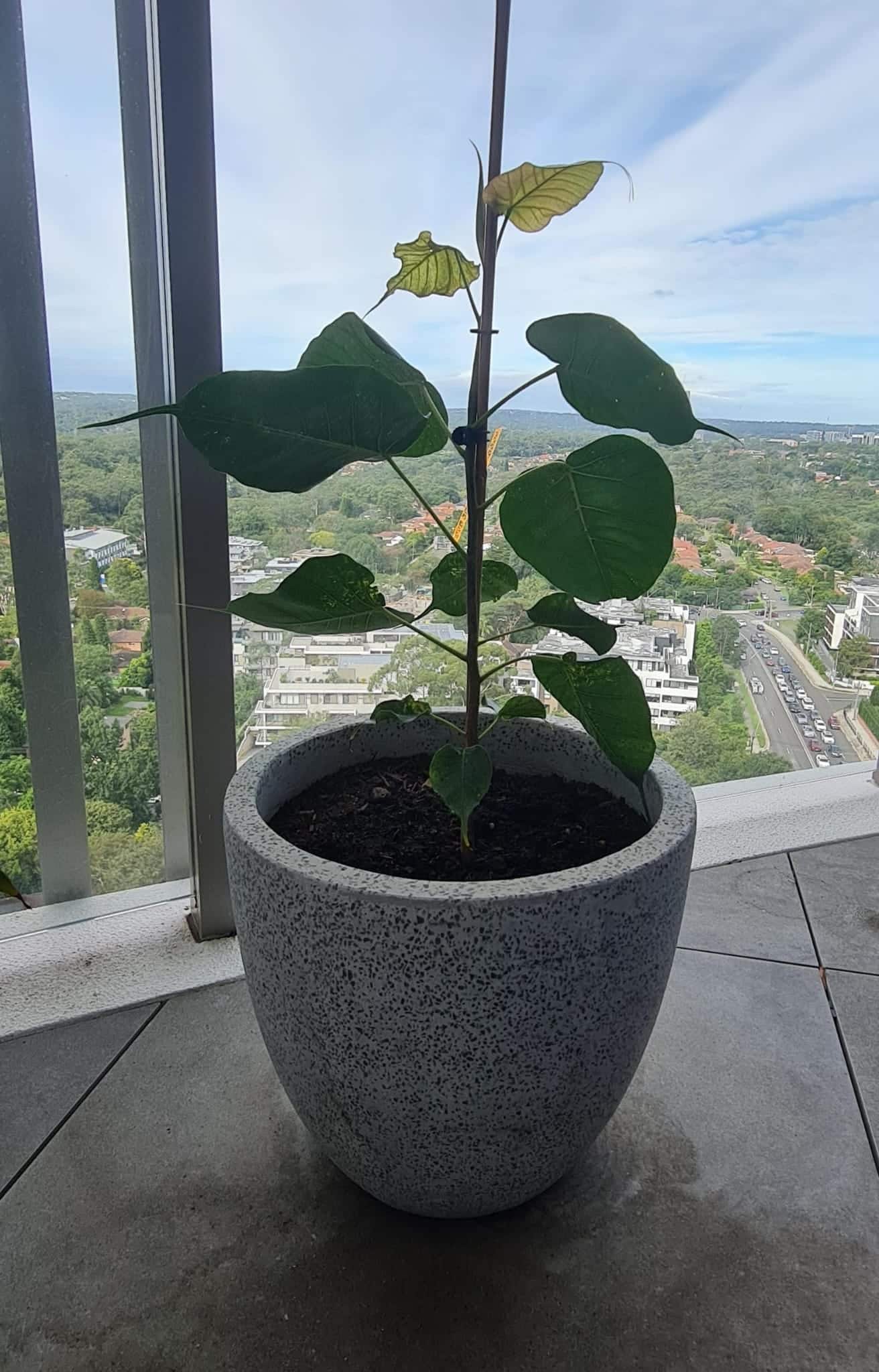 Bodhi Tree for Sale NSW