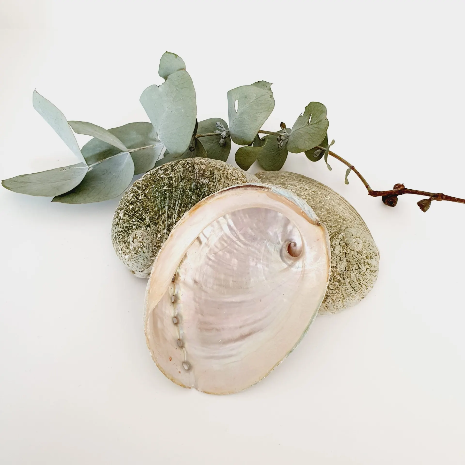 Abalone Shell