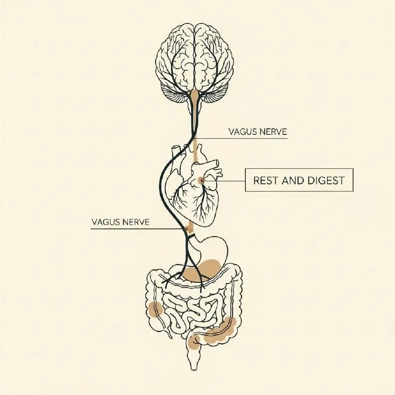 A diagram showing the Vagus Nerve connecting the brain to the heart and digestive system.